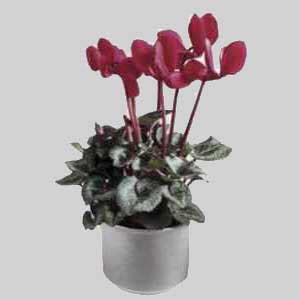 Цикламен персидский