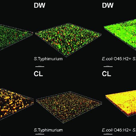 Three Dimensional Confocal Laser Scanning Microscopy CLSM Images Of