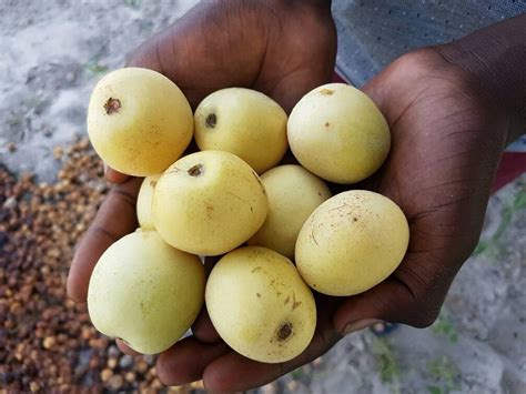 marula fruit nanci