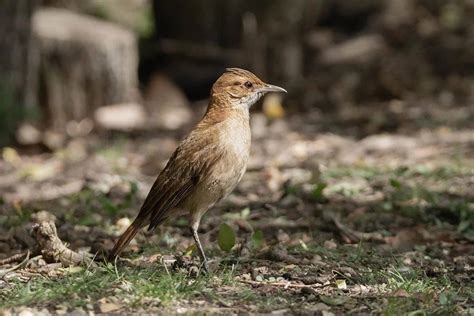 meet  national animal  argentina  rufous hornero