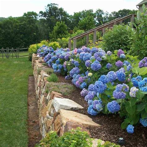 Endless Summer® Bigleaf Hydrangea For Sale | Shrubs & Trees – Great Garden Plants