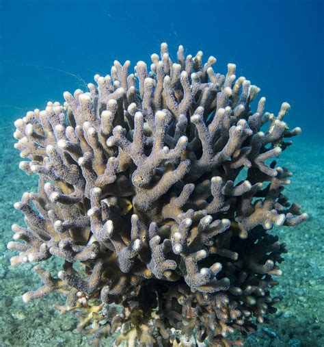 Coral skeletons may resist the effects of acidifying oceans
