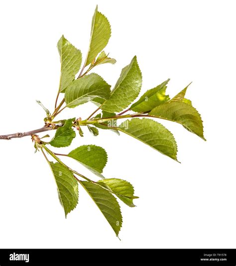 weeping cherry tree leaf