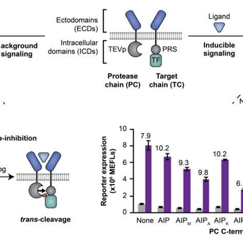 Generalizing principles for receptor engineering. a Ligand-induced ...