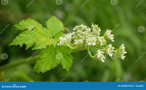 Giant Hogweed Heracleum Mantegazzianum Bloom Flower Blossom Cartwheel