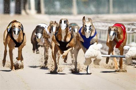 apuestas en carreras de galgos