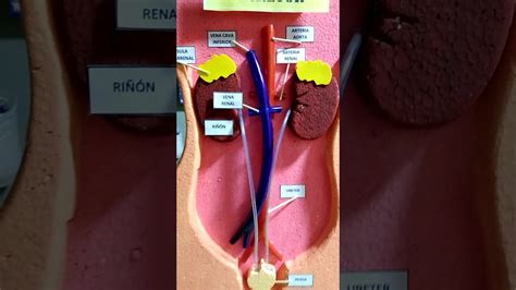 Maqueta Sistema Excretor Sistema Excretor Maquetas Escolares Porn Sex