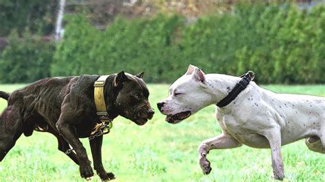 What Is The Difference Between Argentine Dogo And American Bulldog