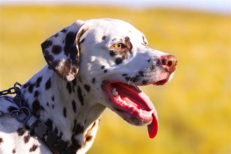 Dalmatian Hd Wallpaper