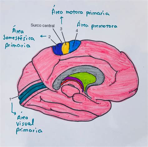 Estefan A Dom Nguez Polanco Diplomado Principios De Neuroci Foro