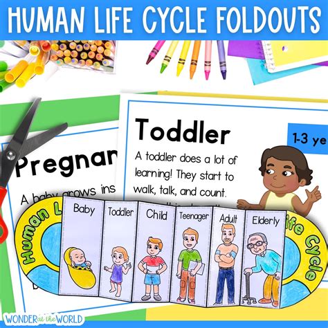 Life Stages Of Human Growth And Development 3