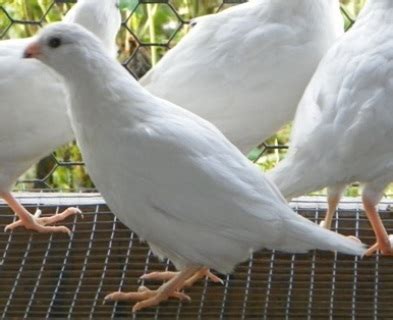 White Bob Bobwhite Quail Eggs - West Michigan Game Birds