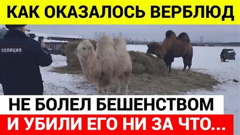 Верблюда убили НИ ЗА ЧТО! - YouTube