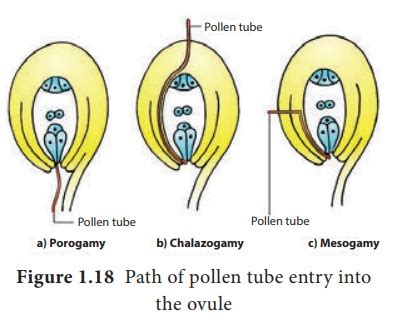 fertilization sexual reproduction  plants