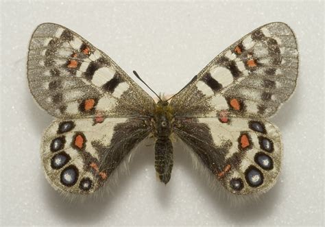 Парнассиусы | это... Что такое Парнассиусы?