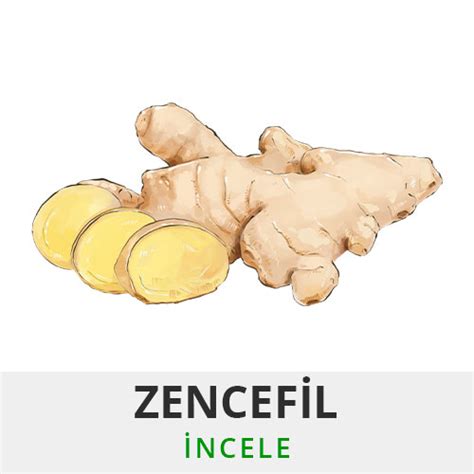 Zencefil – Dost Tropik
