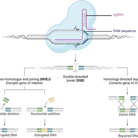 Schematic Illustration Of Crispr Cas Mediated Gene Editing In