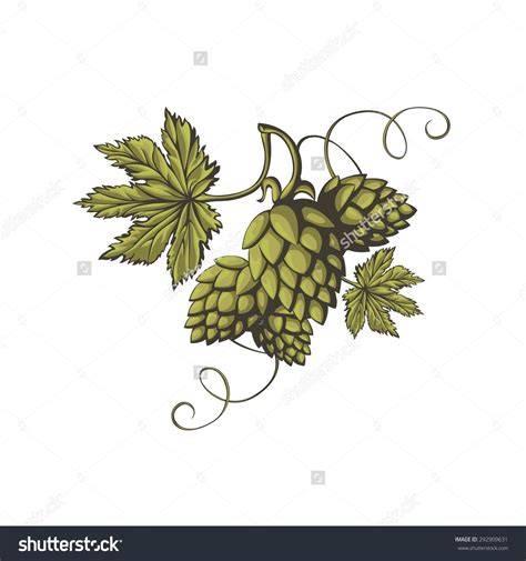Beer Hop Vector At Collection Of Beer Hop Vector Free