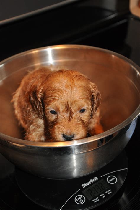 Bath Time and Weigh In! | Labradoodles of the North