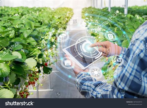 Innovation Technology Smart Farm System Agriculture Stock Photo