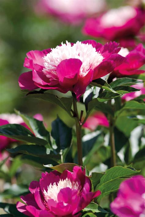 Paeonia Gay Paree case Kébol