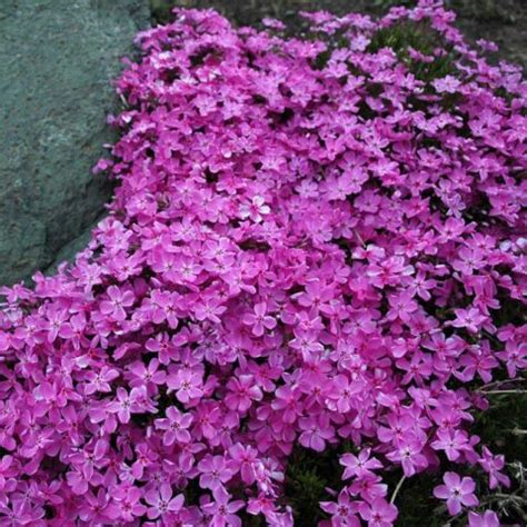 Creeping Phlox Country Bumpkin Plant Nursery