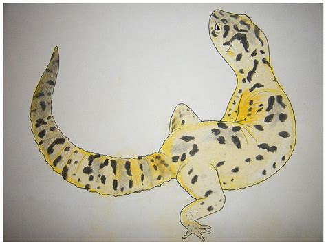 Gecko Pastel Sketch by carrie-warwick on DeviantArt