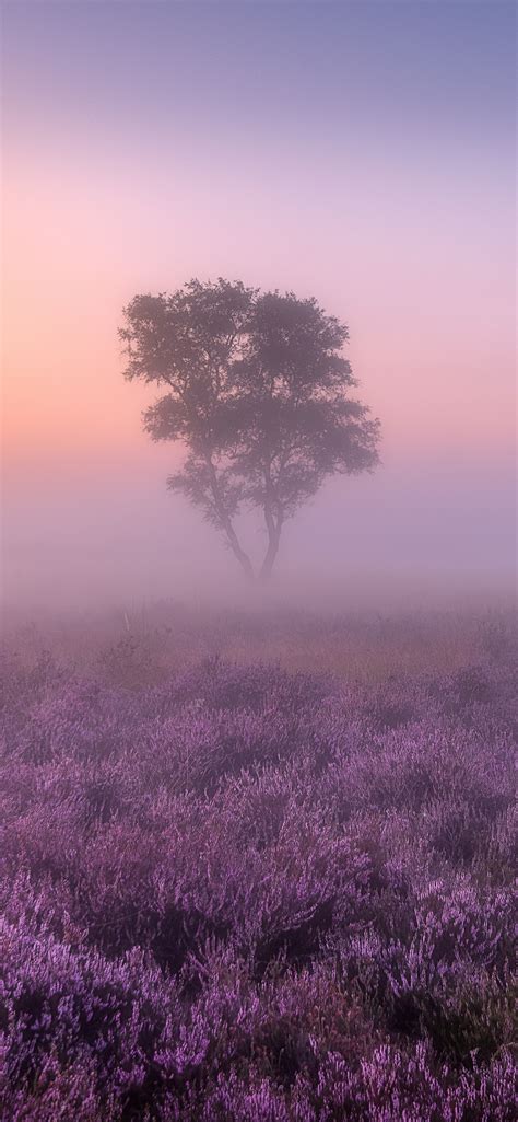 Incredible collection of Lavender Background iPhone for a calming Home