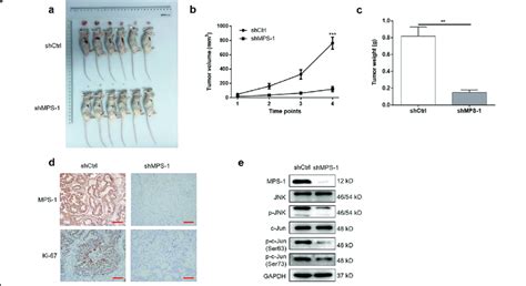 Mps Knockdown Suppressed Tumor Growth In Vivo A The Tumor Images