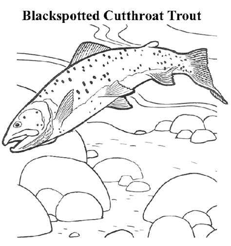 Trout Coloring Pages