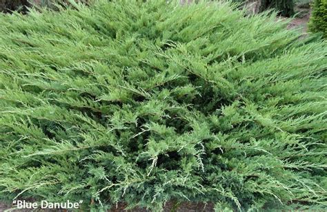 Купить Можжевельник казацкий Блу Дануб. Juniperus sabina Blue Danube ...