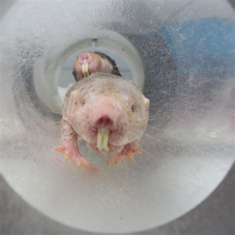 To Deal With Their Miserable Lives Naked Mole Rats Have Evolved To Feel No Pain Ars Technica