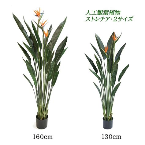 Green Coffret ストレチア160cm 人工観葉植物 フェイクグリーン インテリアグリーン Ri 025gr【別送品】 花