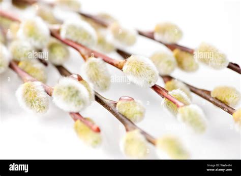 Spring Pussy Willow Branches Isolated On White Background Stock Photo Alamy