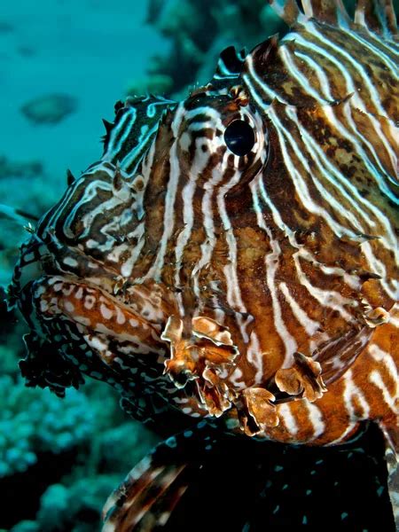 Australian Grouper Stock Photos Royalty Free Australian Grouper Images