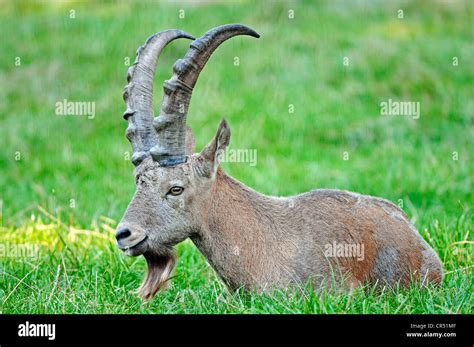 Siberian Ibex Or Common Ibex Capra Ibex Sibirica Male Asian Species