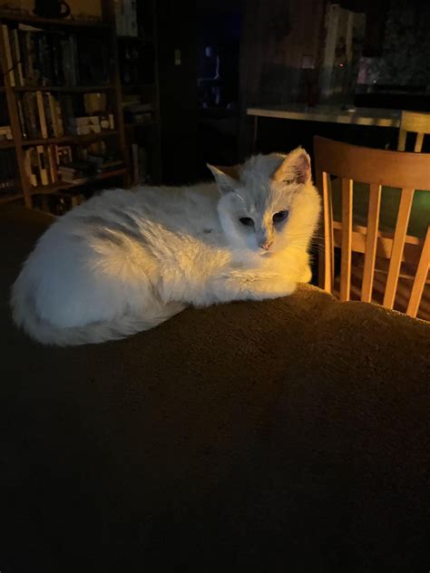 Buff : r/cats