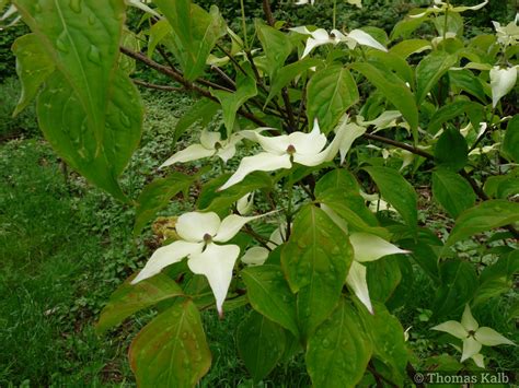 Cornus Kousa Var Chinensis Urzeitwald Waldhilsbach