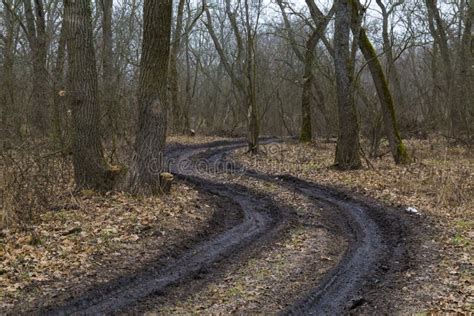 La Strada Sporca Del Vento Nella Foresta Di Querce Nude Immagine Stock Immagine Di Sfrondato