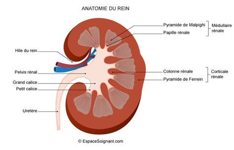 Les Principaux Organes Du Système Urinaire Sont Les Reins Les Uretères