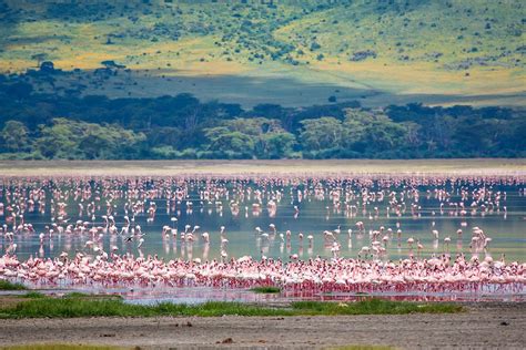 Flamingos In Africa