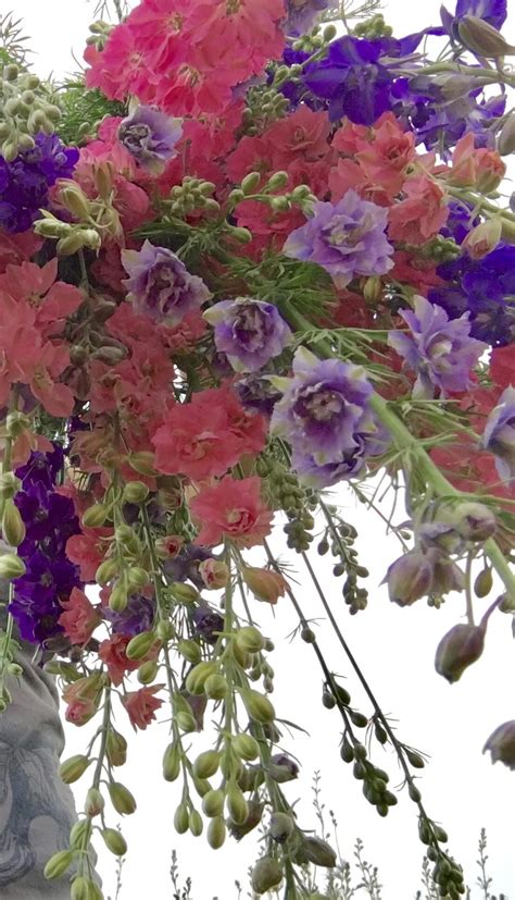 Larkspur Growing Guide Farmer Bailey Inc