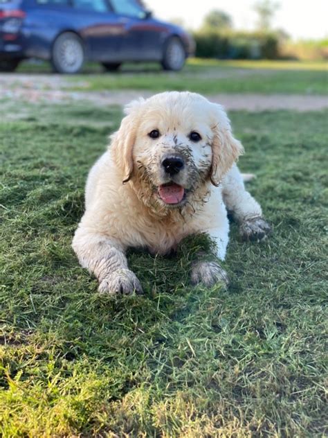 Chien Golden Retriever Sanka Des L Gendaires Nahauri