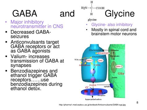 neurotransmitters neurotransmitter receptors   effects