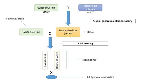 Manipulation Of Sex Expression In Vegetables For Hybrid Seed Production A Z Veg Science