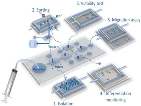 Figure 4 From Lab On Chip Technology A Review On Design Trends And