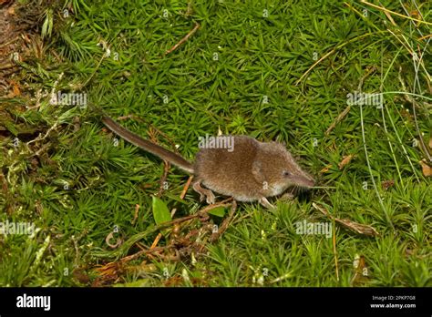 Eurasian Pygmy Shrew Sorex Minutus Pygmy Shrew Shrew Shrews