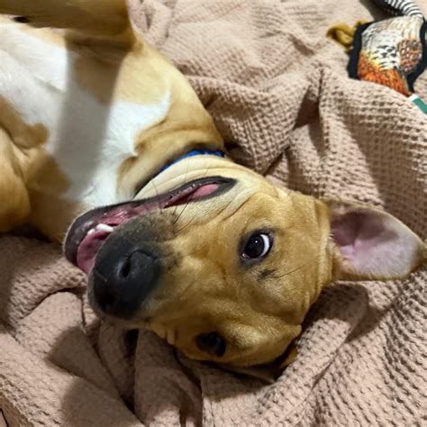 iredell county animal shelter 9