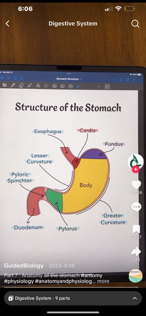 Structure Of Stomach Diagram Quizlet