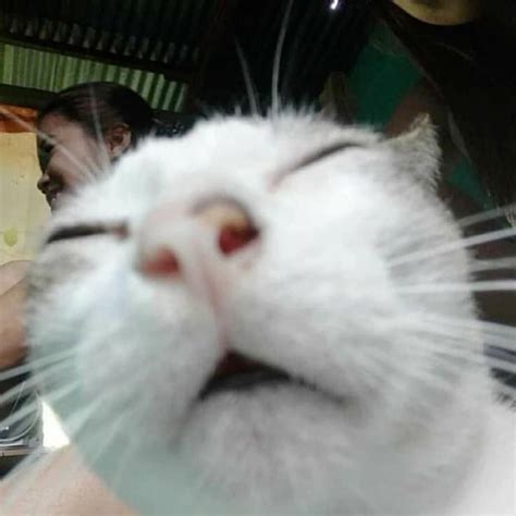 Ugly Ahh Cat Artofit
